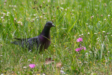 wild pigeon while eating on the grass