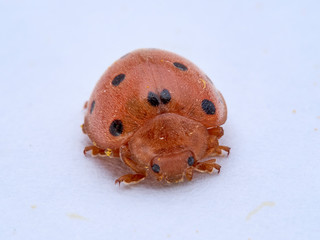 Orange ladybird on a plant. Bryony ladybird. Henosepilachna argus