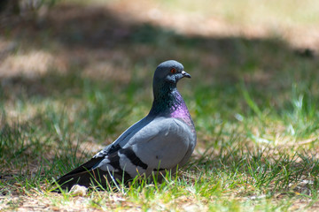 wild pigeon while eating on the grass