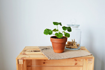 Green house plant pelargonium in terracotta pot, glass jar with pins, kraft paper, soil and wooden box over white 