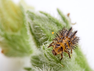 Orange ladybird on a plant. Bryony ladybird. Henosepilachna argus