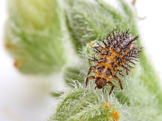 Orange ladybird on a plant. Bryony ladybird. Henosepilachna argus