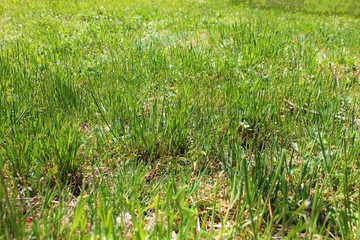 Obraz premium Young lawn grass. Green lawn.