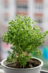 Oregano in a pot bloomed