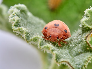 Orange ladybird on a plant. Bryony ladybird. Henosepilachna argus