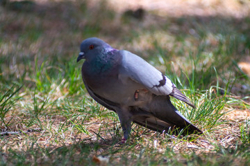 wild pigeon while eating on the grass