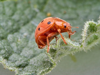 Orange ladybird on a plant. Bryony ladybird. Henosepilachna argus