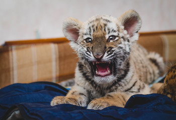 Photo of a yawning tiger cub lying on a sofa - Powered by Adobe