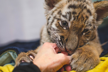 Photo of a tiger cub playfully biting a human hand