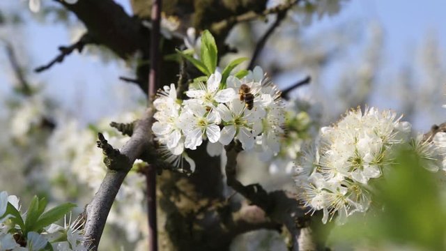 honey bee collects nectar on the flowers apple trees