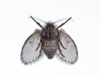 Wild drain fly. Clogmia albipunctata © Macronatura.es