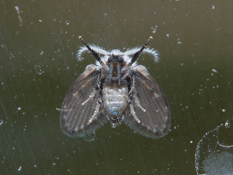 Wild drain fly. Clogmia albipunctata