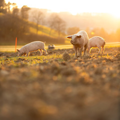 Image of Pigs eating on a meadow in an organic meat farm - wide angle lens shot printed on Printed Glass Splashbacks