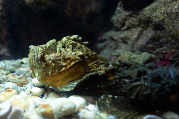 Stone fish in the sea  hide in rock groups.