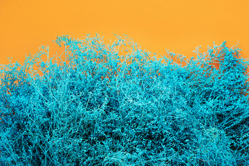 Fototapeta na wymiar Colorful bush on a background. 