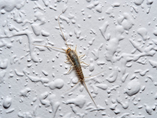 Silver fish on a wall in a house. Ctenolepisodio longicaudata