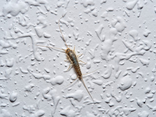 Silver fish on a wall in a house. Ctenolepisodio longicaudata