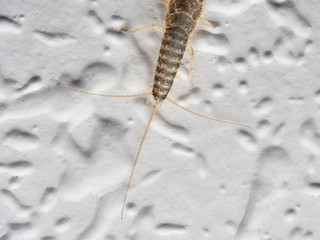 Silver fish on a wall in a house. Ctenolepisodio longicaudata