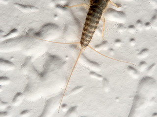 Silver fish on a wall in a house. Ctenolepisodio longicaudata
