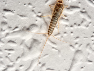 Silver fish on a wall in a house. Ctenolepisodio longicaudata