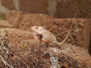 INDIAN AGAMA