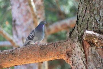 wild pigeon while eating on the grass