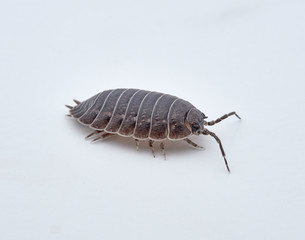 Woodlouse Porcellio laevis / scaber