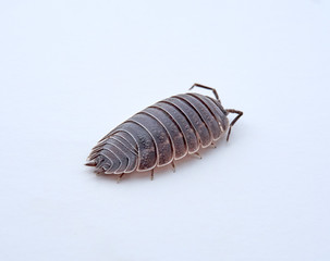 Woodlouse Porcellio laevis / scaber