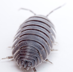 Woodlouse Porcellio laevis / scaber