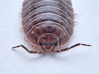 Woodlouse Porcellio laevis / scaber