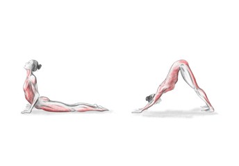 Plakat Illustration of the yoga poses (asanas)