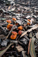 mushrooms on the ground