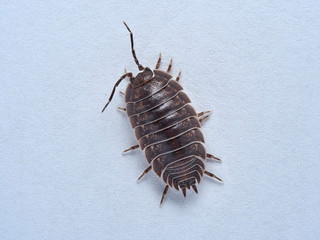 Woodlouse Porcellio laevis / scaber