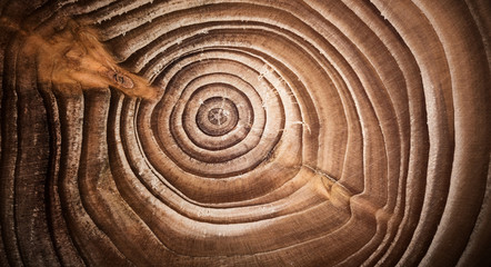 Wood larch texture of cut tree trunk, close-up. Stump wood. Macro shot.