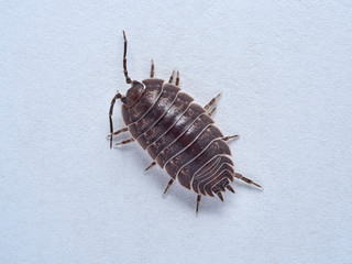 Woodlouse Porcellio laevis / scaber