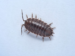 Woodlouse Porcellio laevis / scaber