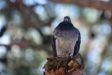 wild pigeon while eating on the grass