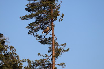 tree branches against blue sky