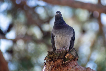 wild pigeon while eating on the grass