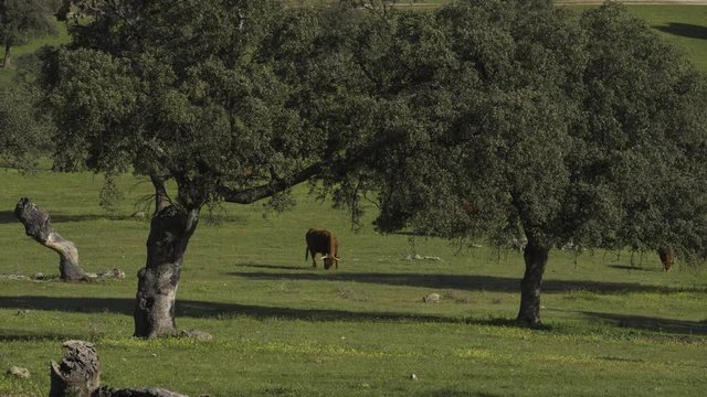 Retinta breed calves grazing in the spring of the Pedroches Valley. Limousin. Angus