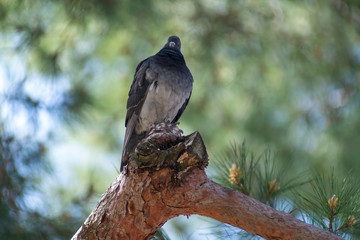 wild pigeon while eating on the grass