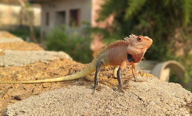 INDIAN AGAMA