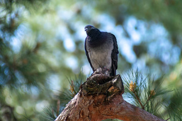 wild pigeon while eating on the grass