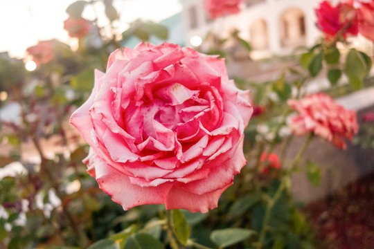 Close-up image of beautiful natural roses photographed at evening time