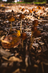 mushrooms in the forest