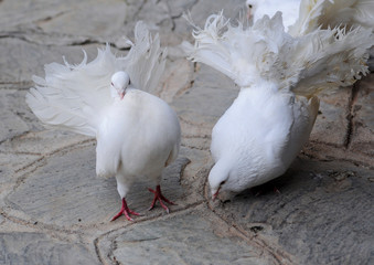 Beautiful white doves with large feathers compete in eating seeds