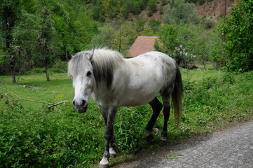 Horses graze green grass on a meadow on which there are large rocks high in the mountains, fog also appears at times.