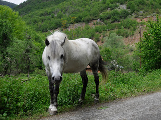 Horses graze green grass on a meadow on which there are large rocks high in the mountains, fog also appears at times.