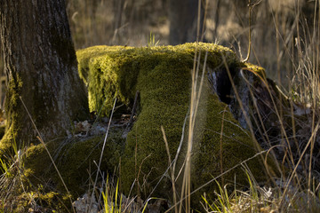 Tree trunk overgrown with moss