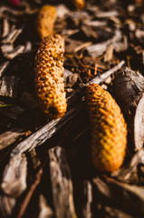 Forest floor in autumn